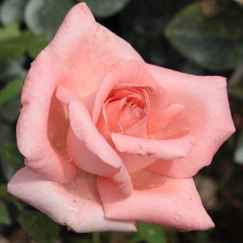 Vendita, rose rose ibridi di tea - rosa - Rosa Schöne Berlinerin® - rosa mediamente profumata - Mathias Tantau, Jr. - I suoi fiori di color salmone hanno toni chiari. È come se fossero fatti di zucchero. Sboccia un fiore alla volta. Ha un fogliame brillan